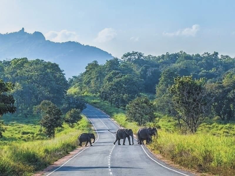Elephants crossing road with mountains